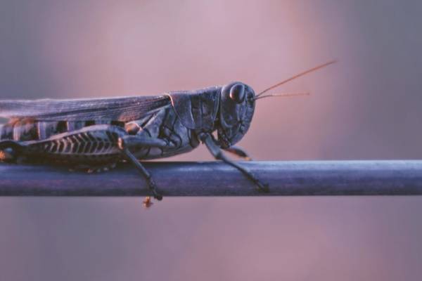 What Can Kenyans Use to Control Locusts?