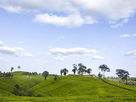 locust swarms kenya